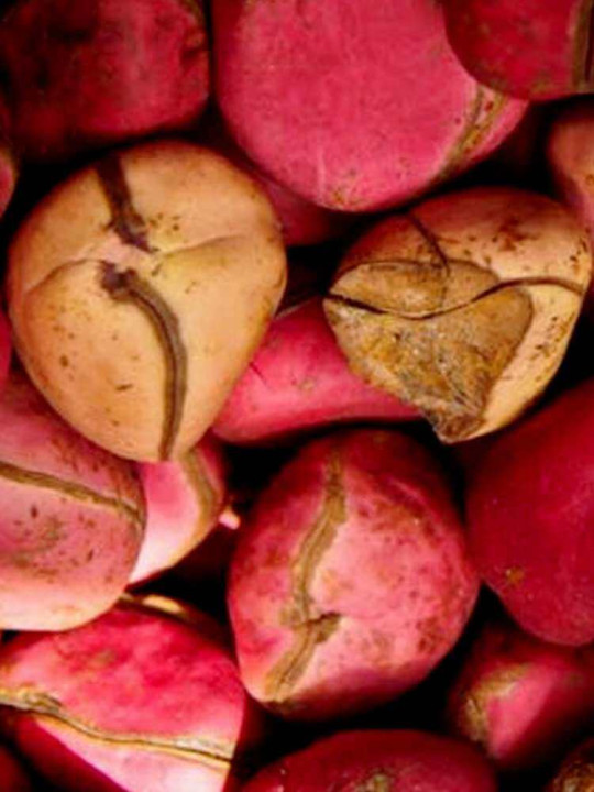 Noix de Kolas (Colas) Naturelles Rouges -  Natural Life - 09 pièces de Colas Fraîches pour lutter contre la Fatigue - Astuces - ARTIAF  LLC