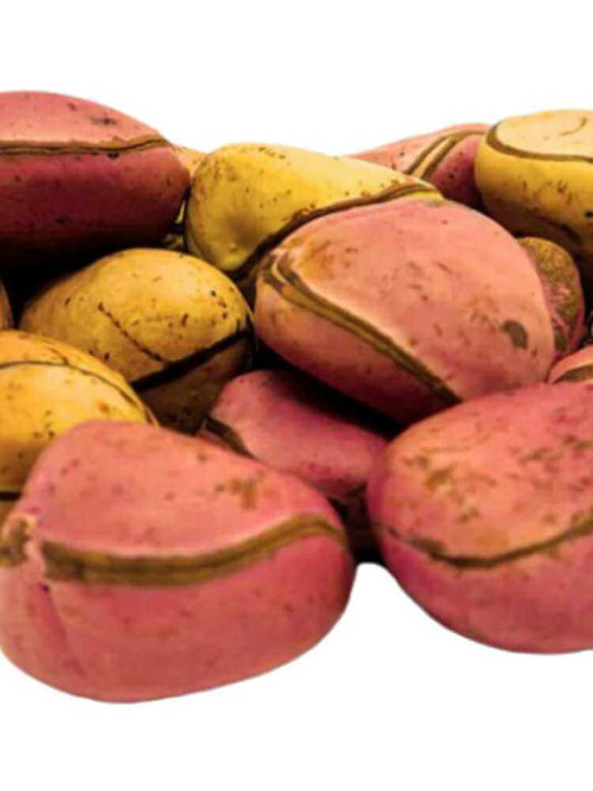 Noix de Kolas (Colas) Naturelles Rouges -  Natural Life - 09 pièces de Colas Fraîches pour lutter contre la Fatigue - Astuces - ARTIAF  LLC